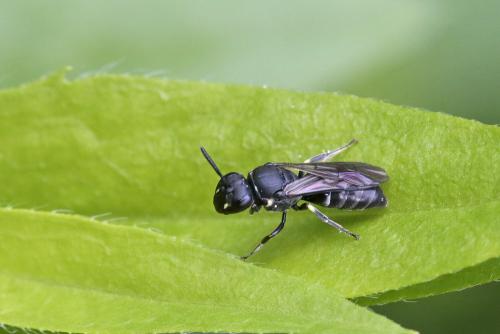 Hylaeus sp.